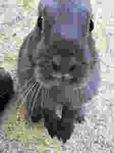 rabbit