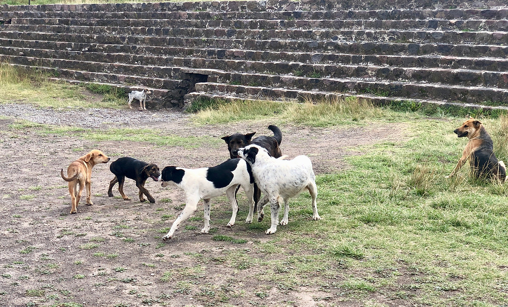Teotihuacan wild dogs