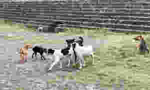 Teotihuacan wild dogs