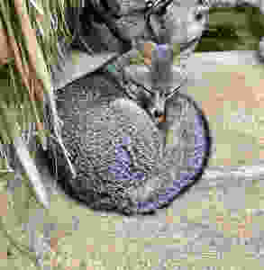 el serpentario la paz Grey fox