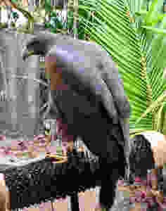 el serpentario la paz Cascabel Harris falcon
