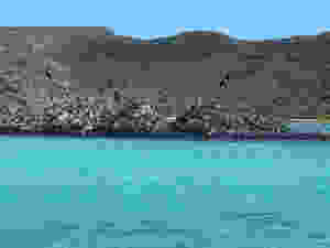 Frigate birds nesting