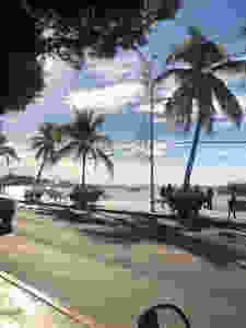 la paz malecon with palm trees