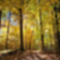 Sun filters through a forest of yellow trees, casting shadows on the leaves on the ground.