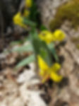 Bright yellow trout lily flowers next to a moss covered fallen log and surrounded by dry leaves.