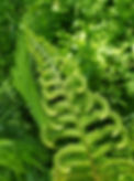 A closeup image of a fern uncurling.