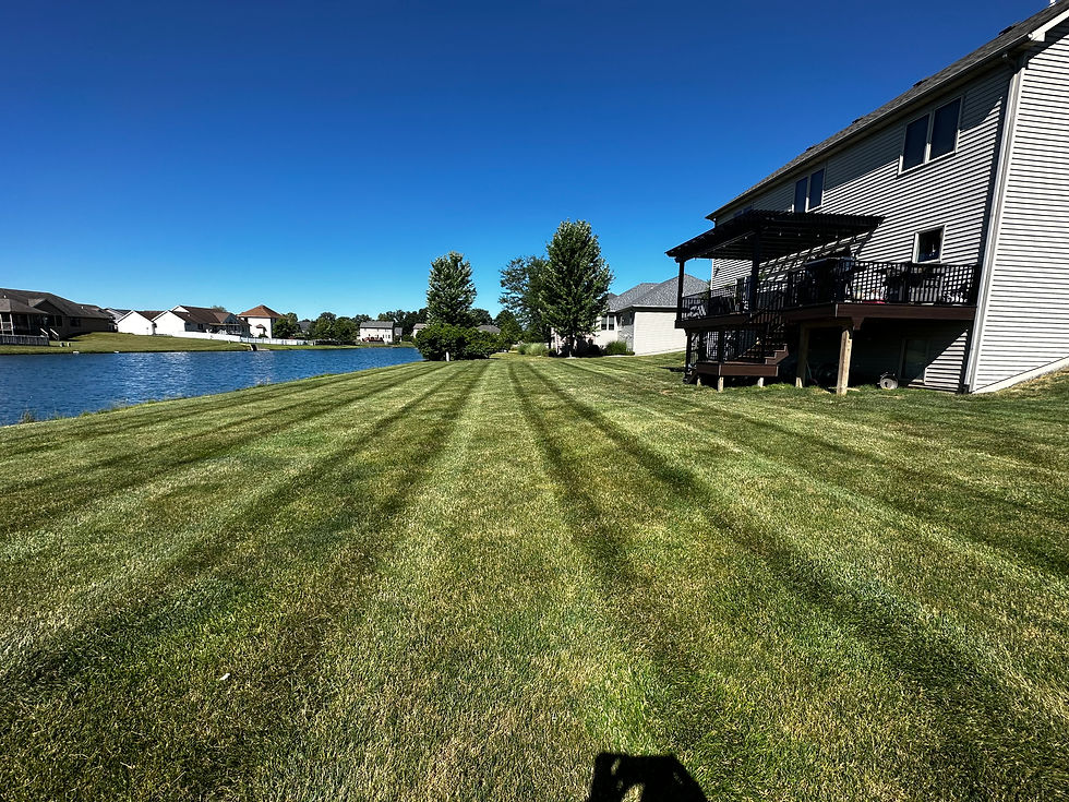 Fresh cut lawn with a blue sky.