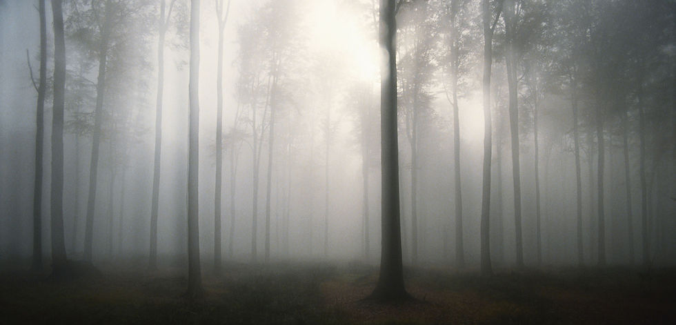Foggy Forest Scene_edited.jpg