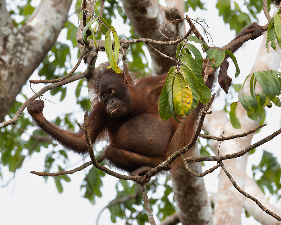 Bornean orangutan hanging from a tree branch in the rainforest, reaching out to pick and eat ripe fruits