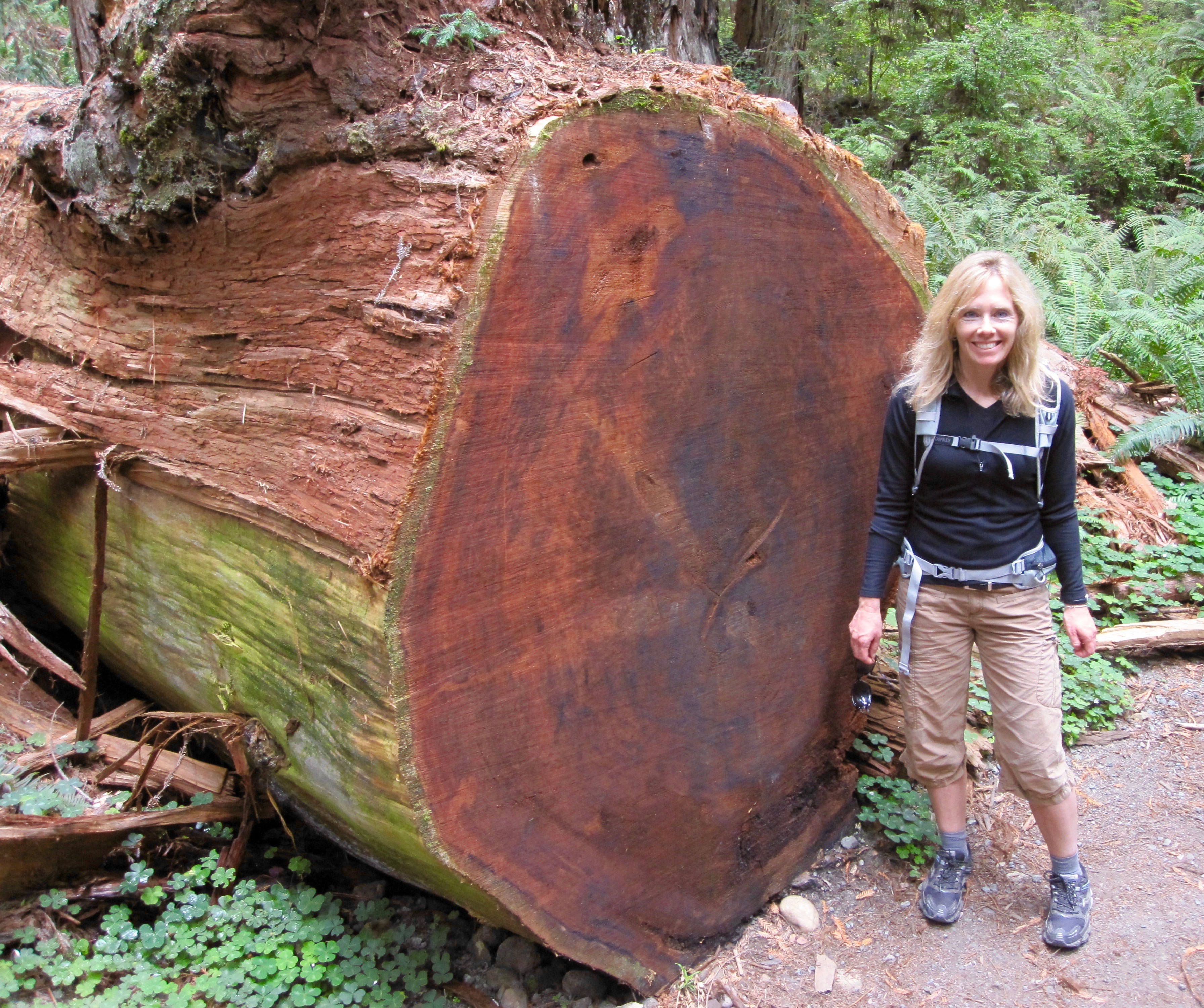 #16 Redwood National Park