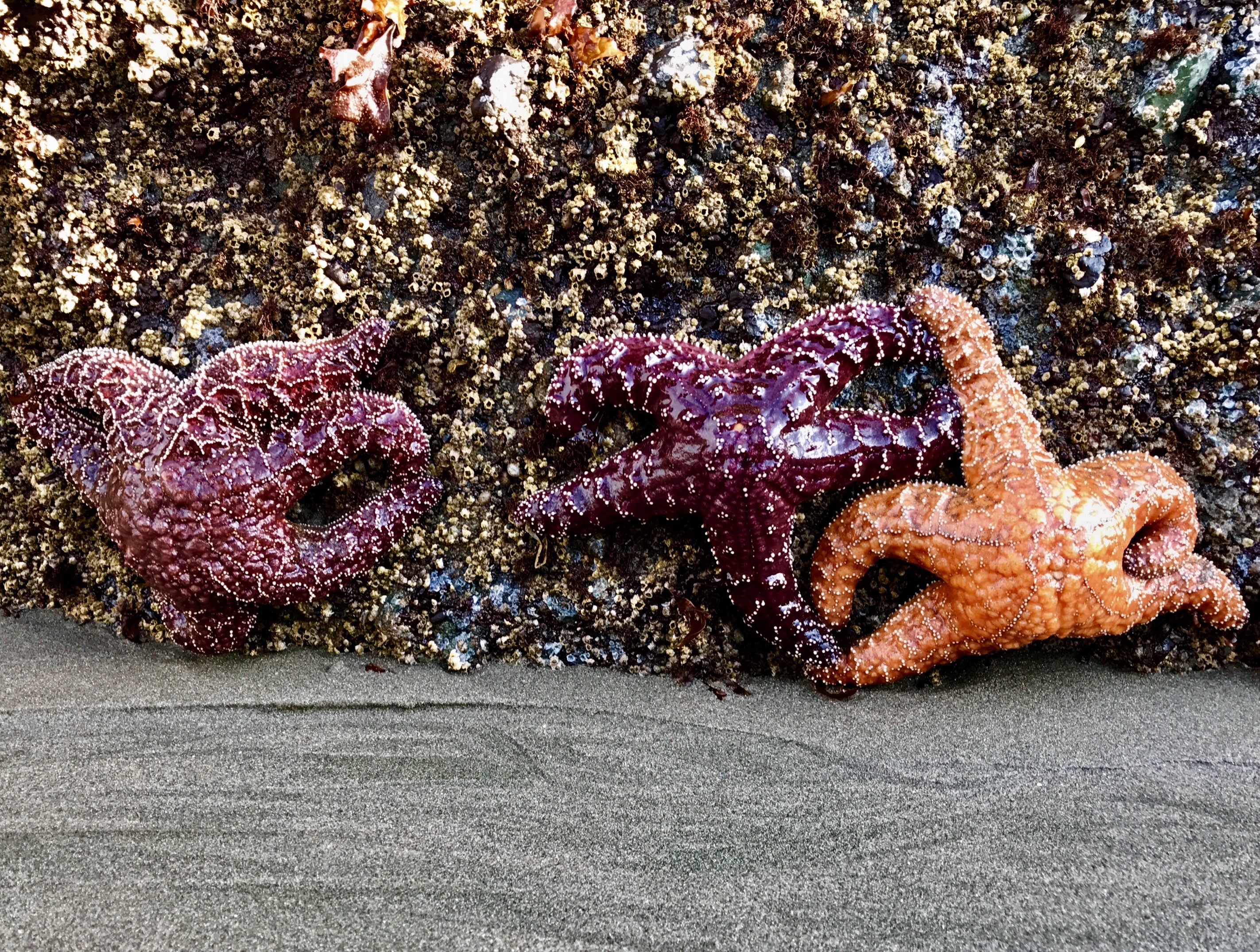 Olympic National Park