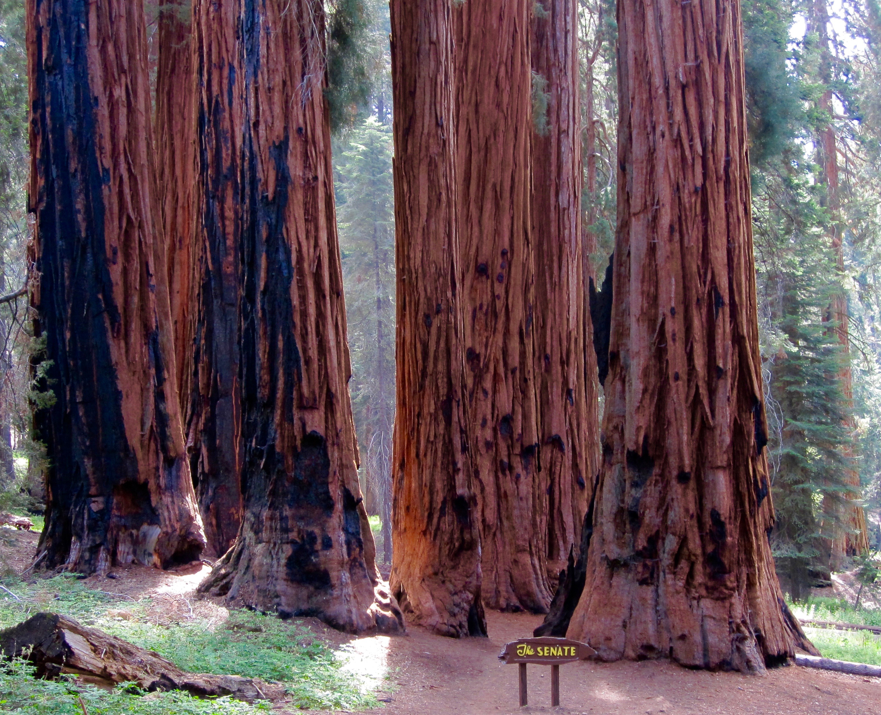 #20 Sequoia National Park