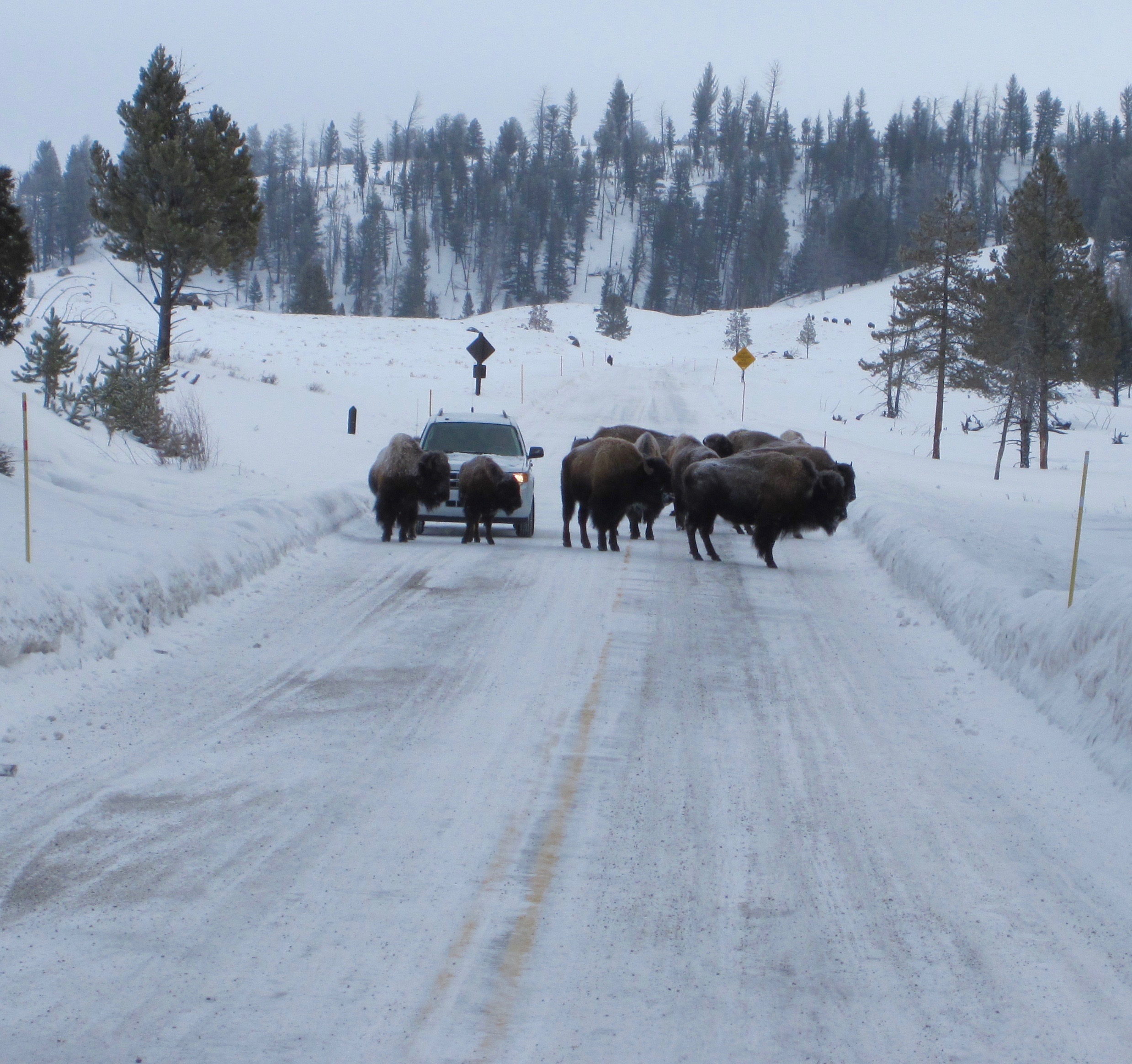 #42 Yellowstone National Pak