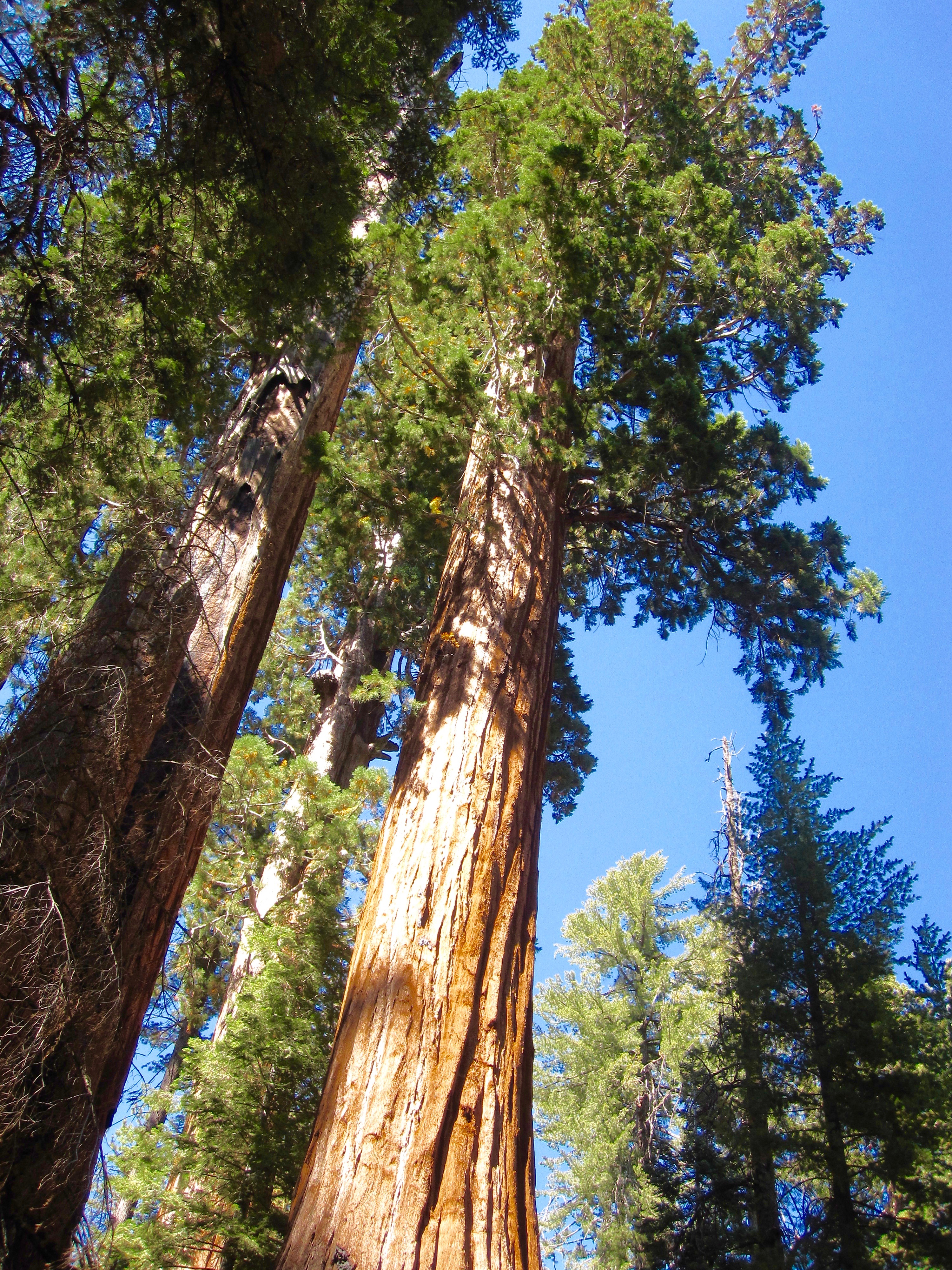 #19 Kings Canyon revisited