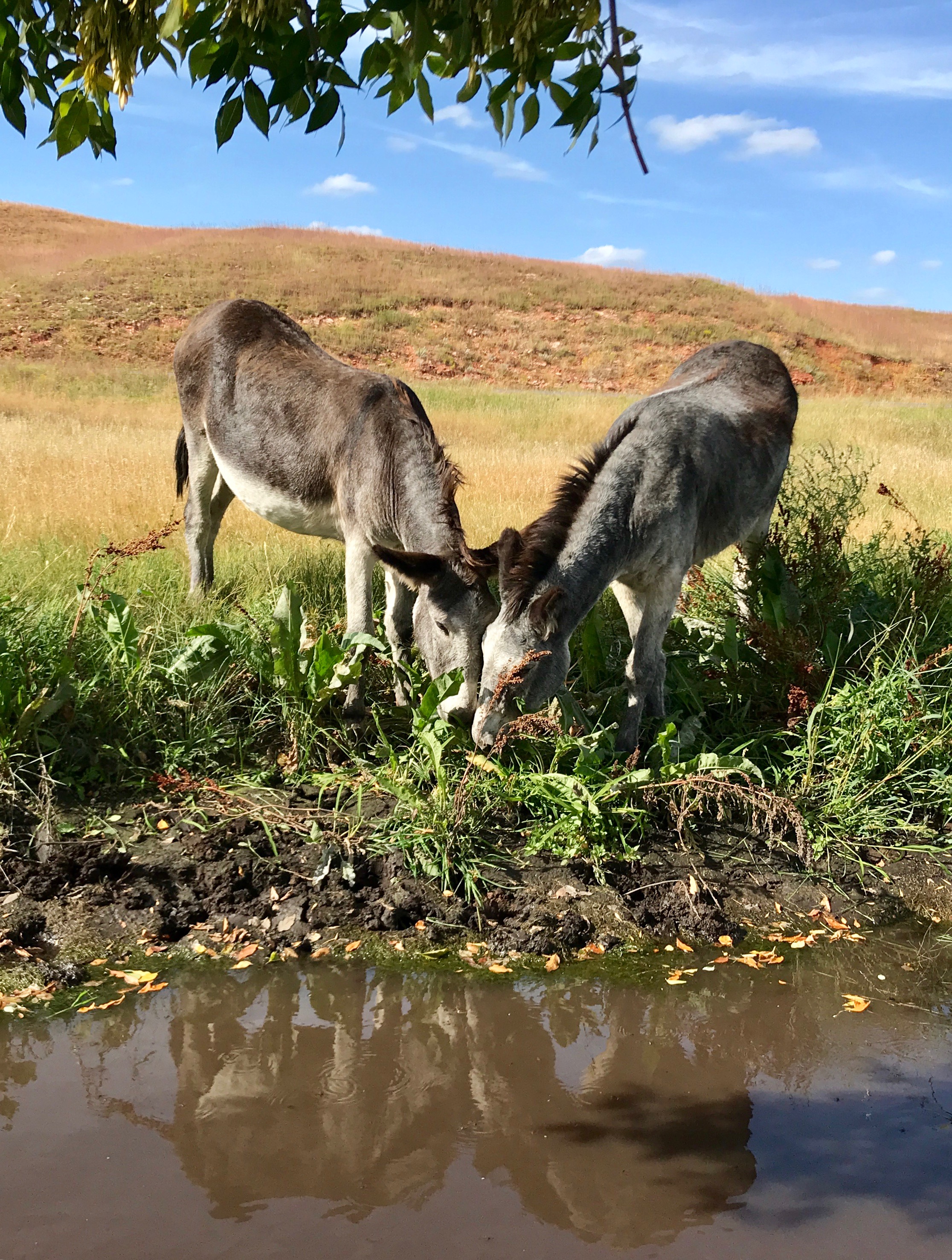 Begging burros
