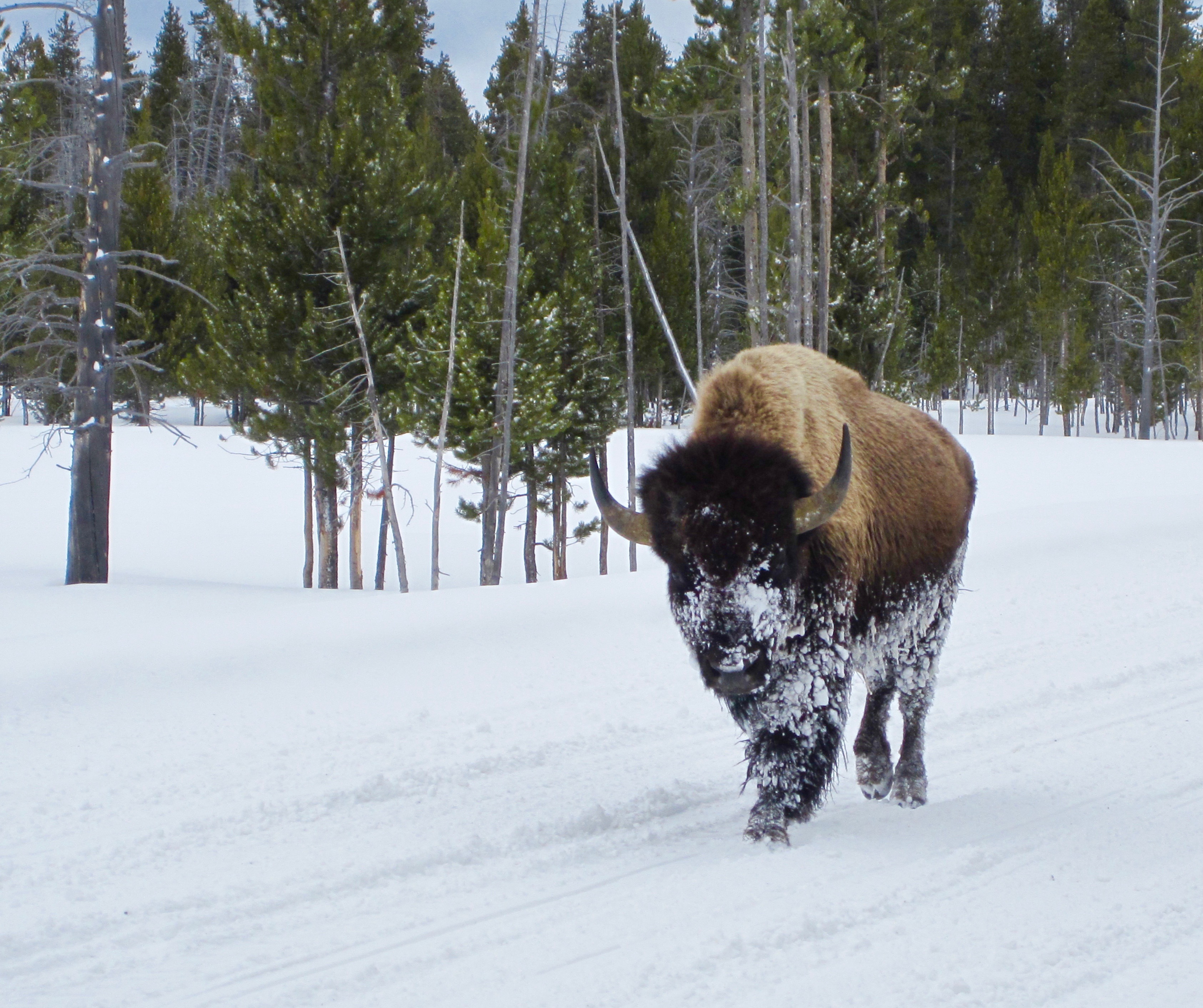 #42 Yellowstone National Park