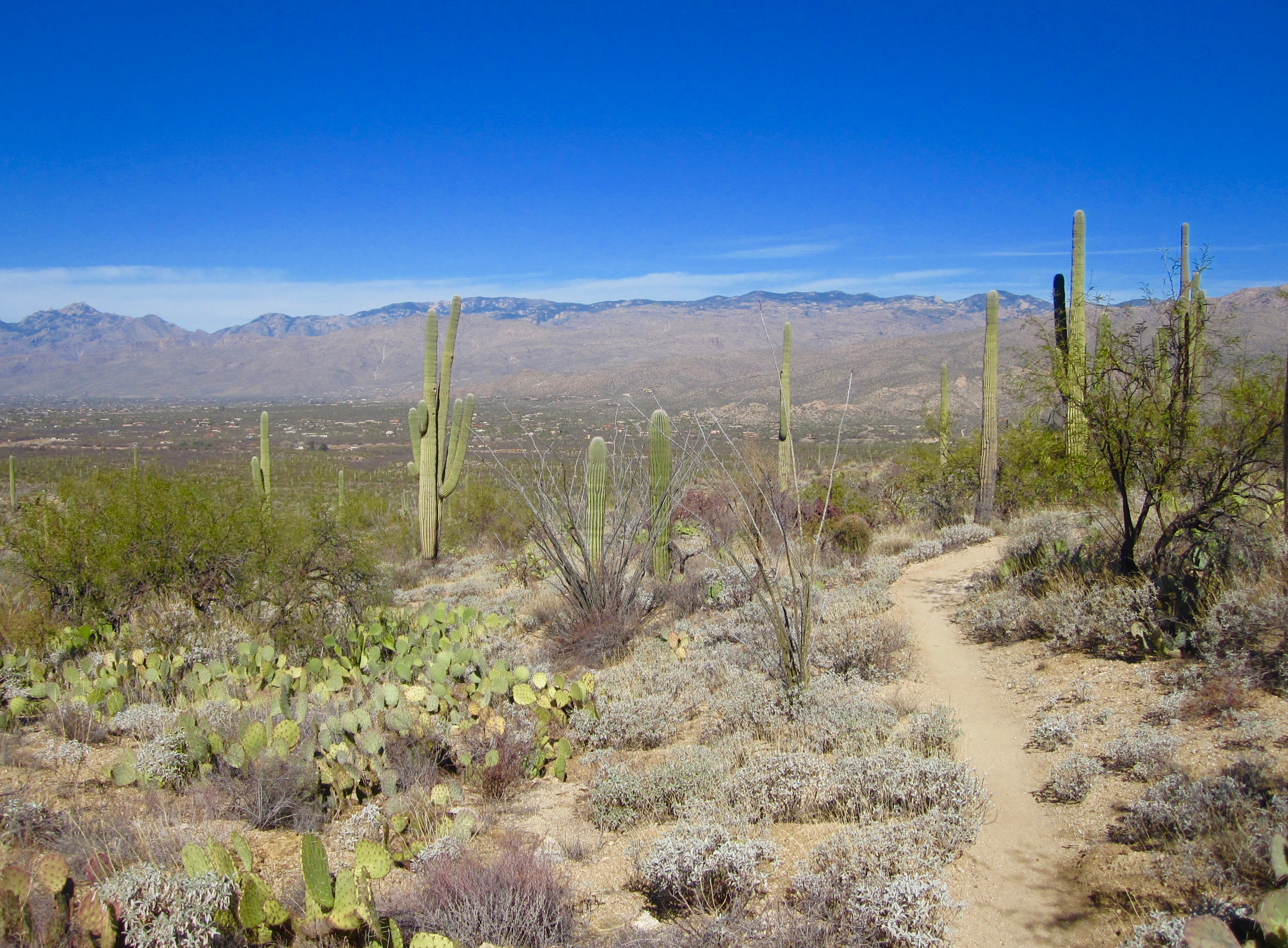 #40 Saguaro National Park