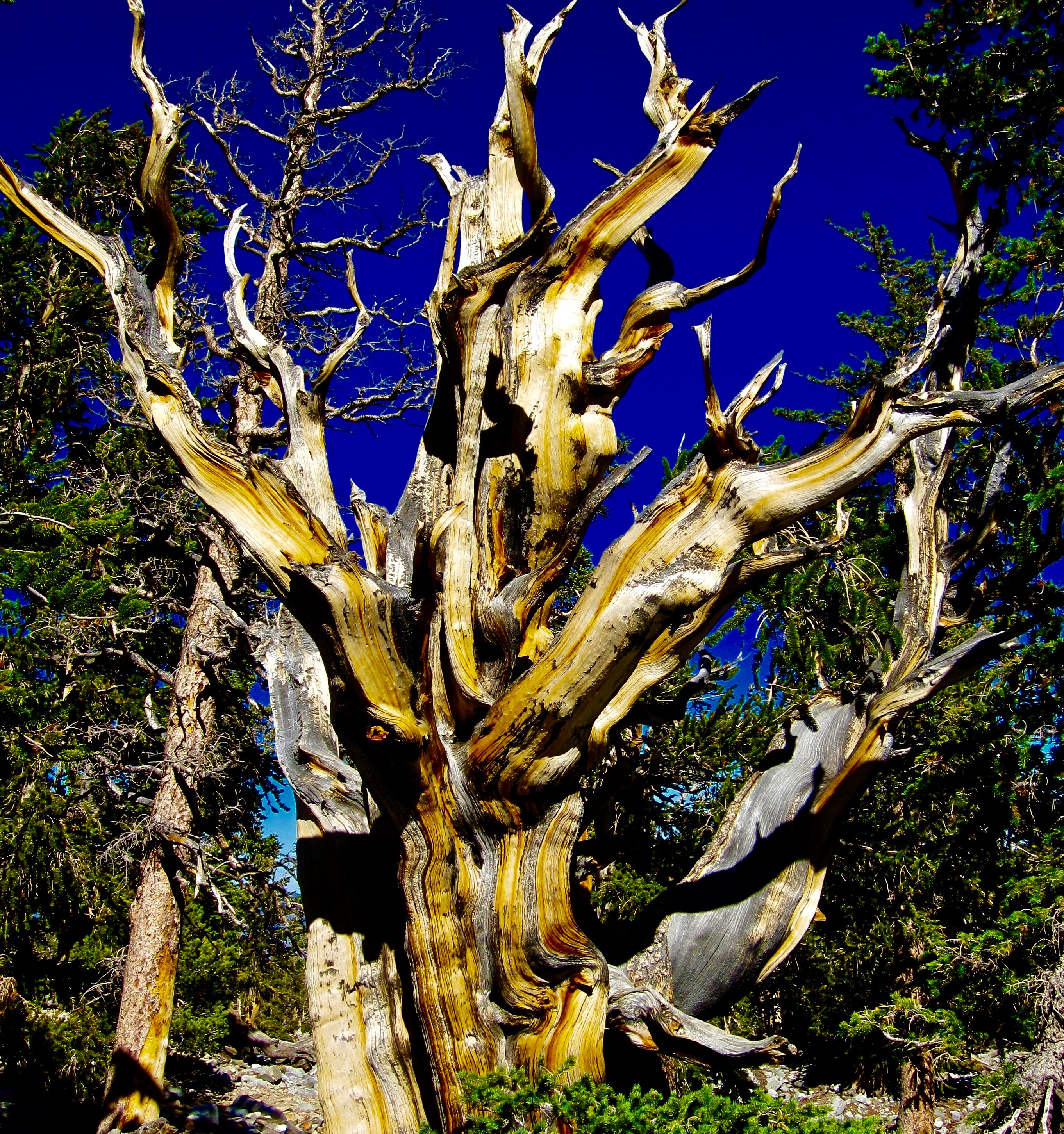 #27 Great Basin National Park