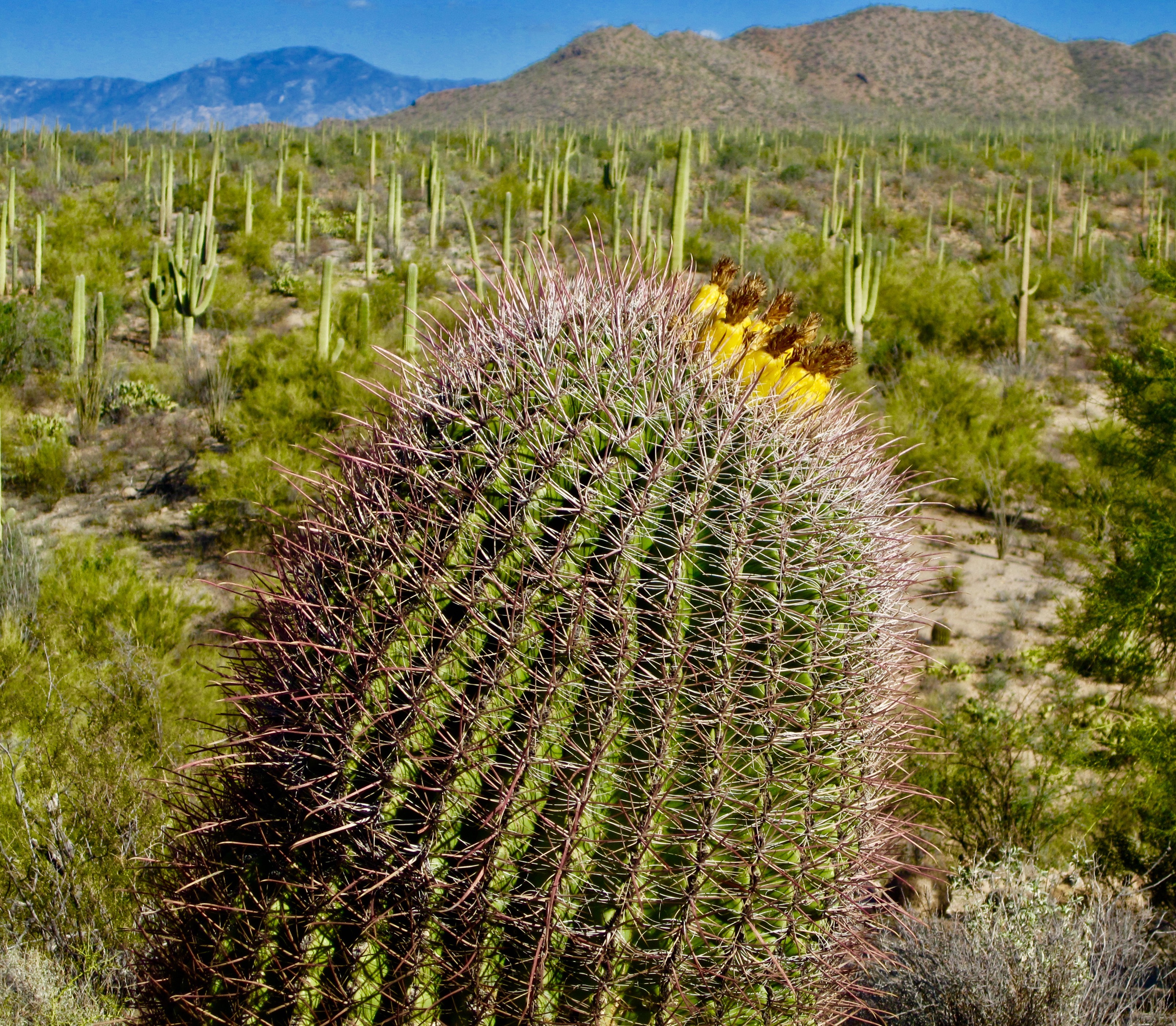 #40 Saguaro National Park