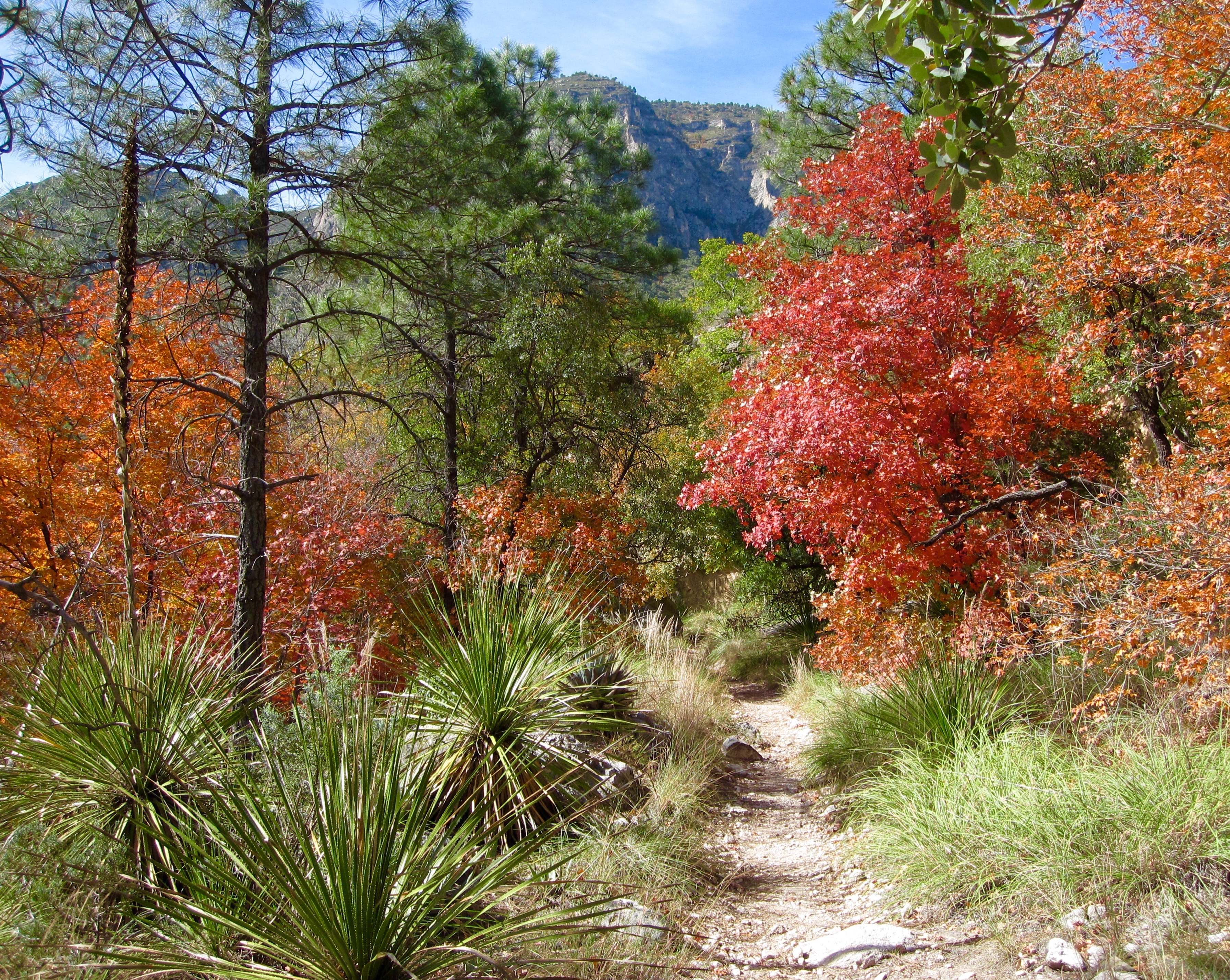 #30 Guadalupe Mountains N.P.