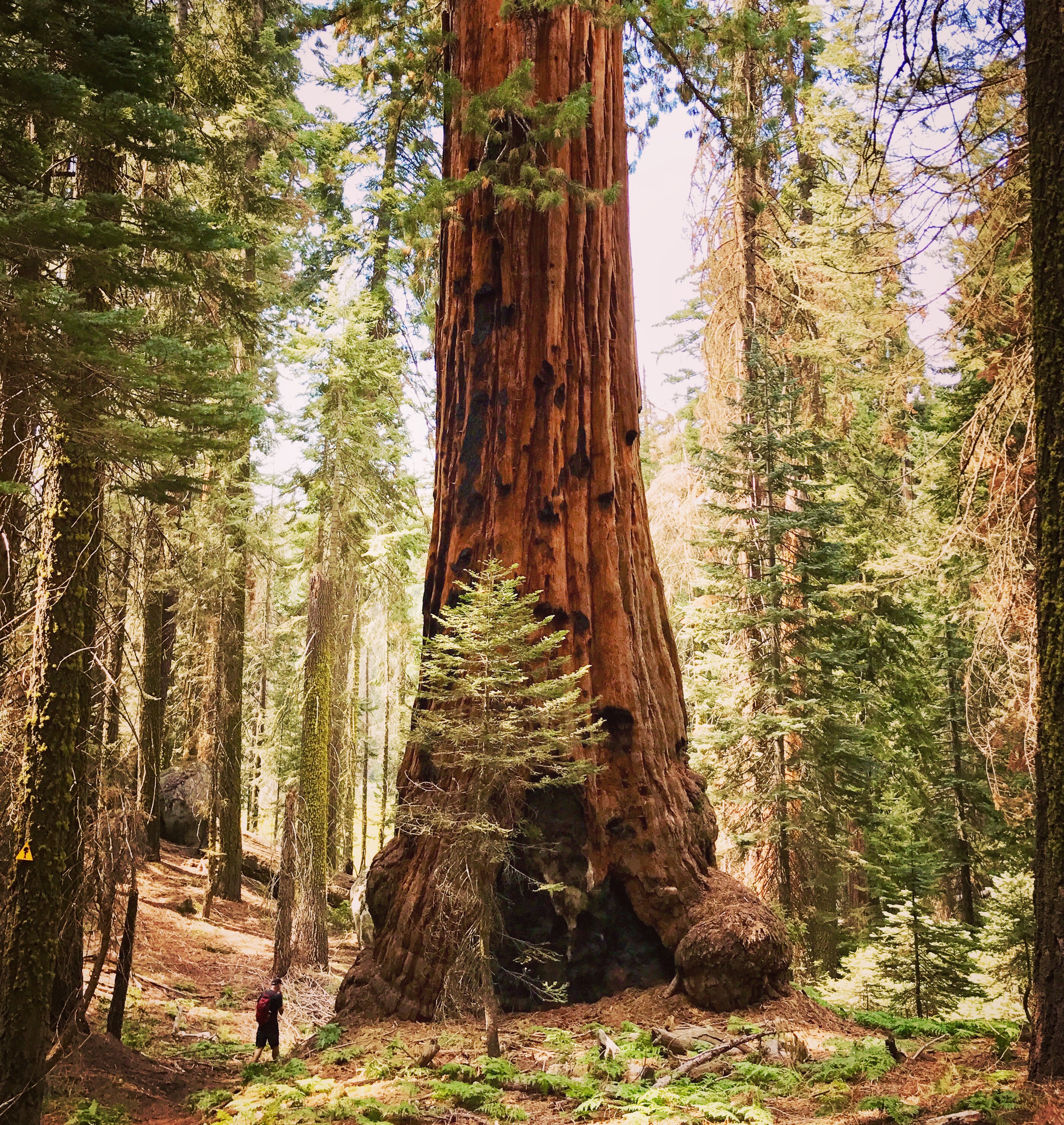 Sequoia National Park