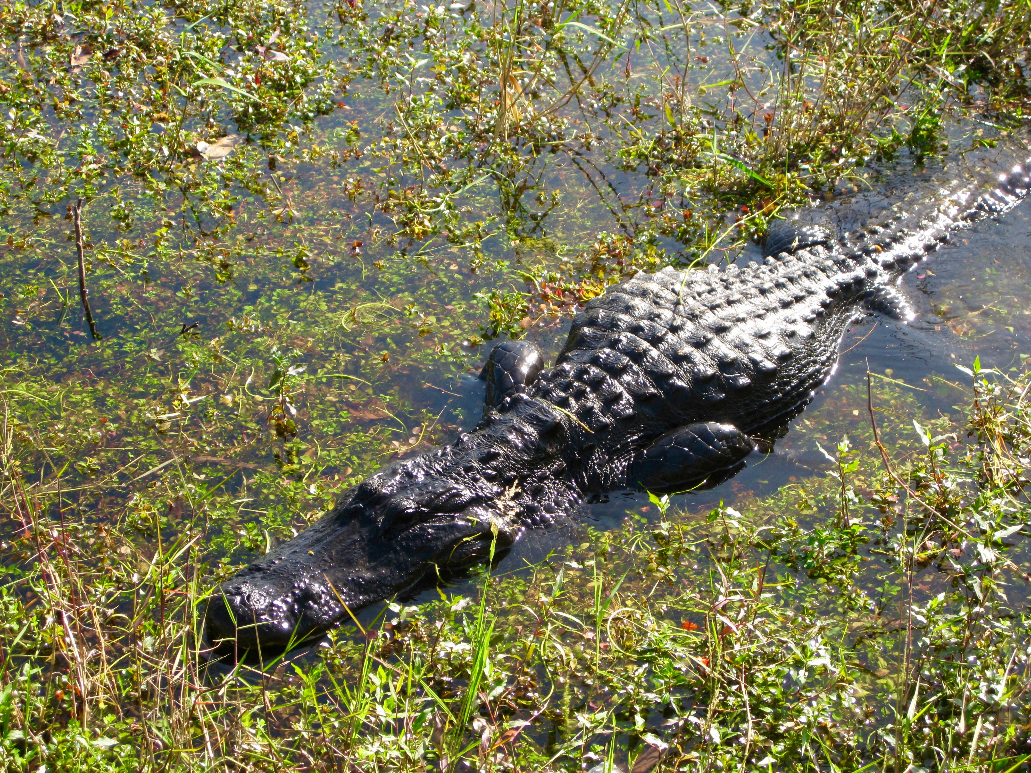 #35 Everglades National Park