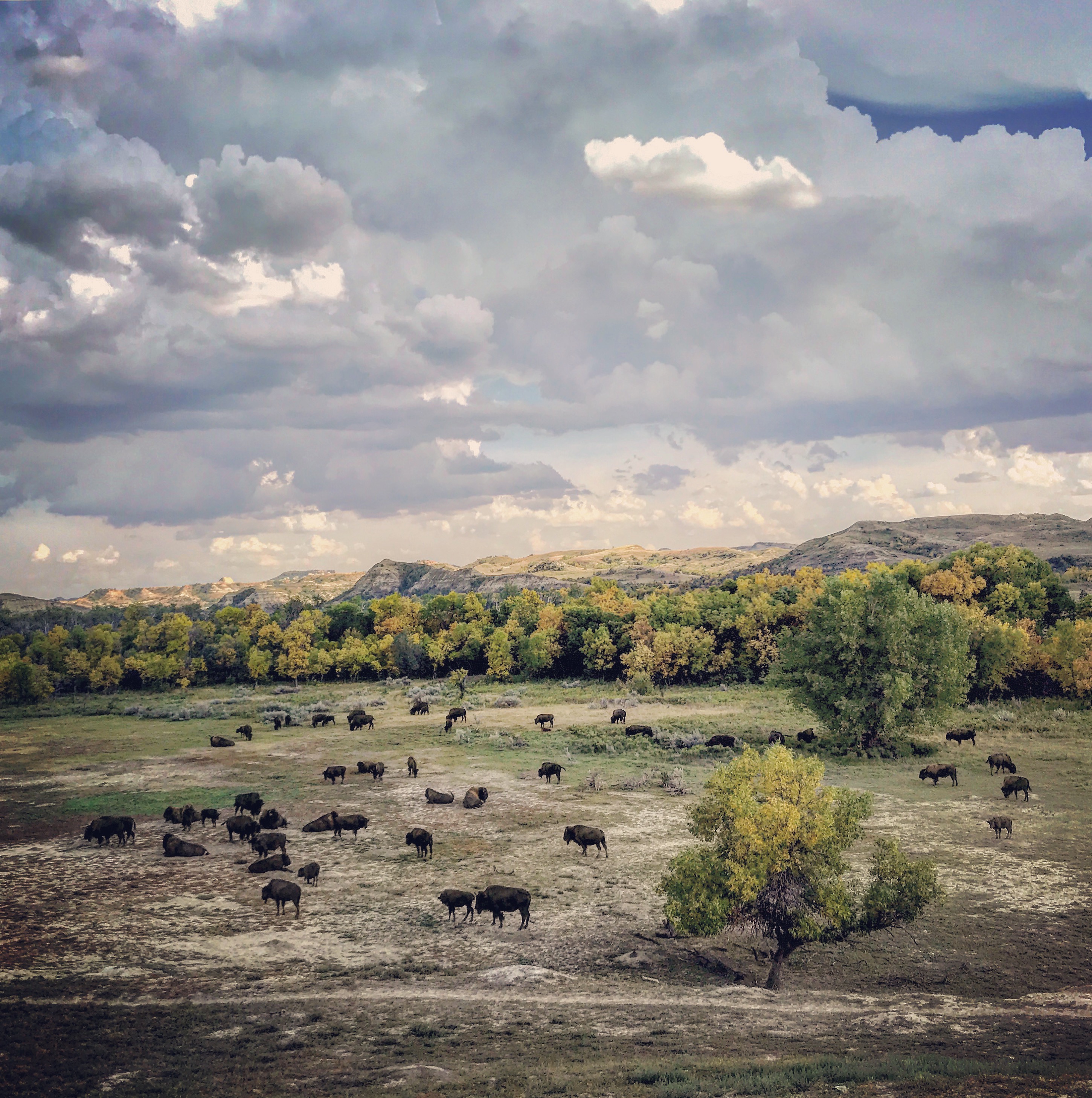 Bison on our trail