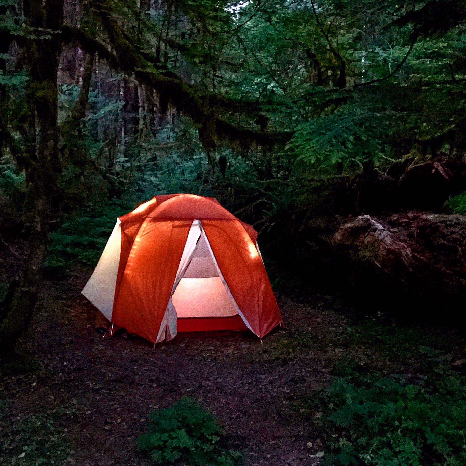 Olympic National Forest