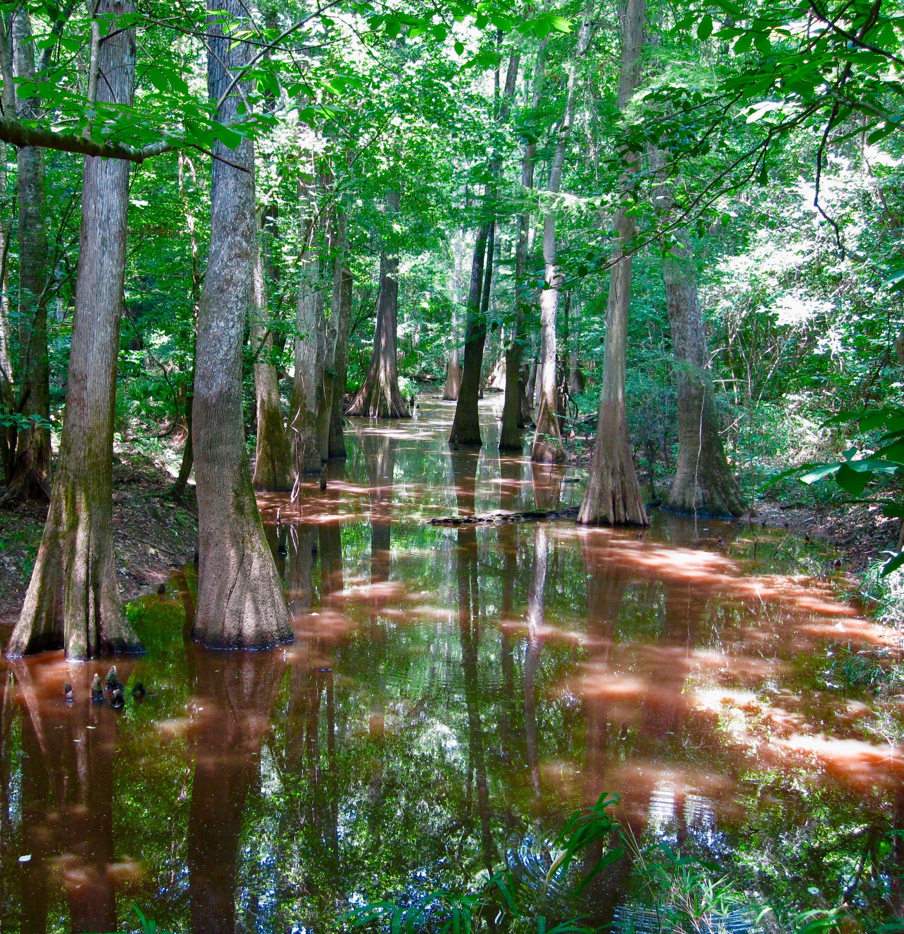 #47 Congaree National Park