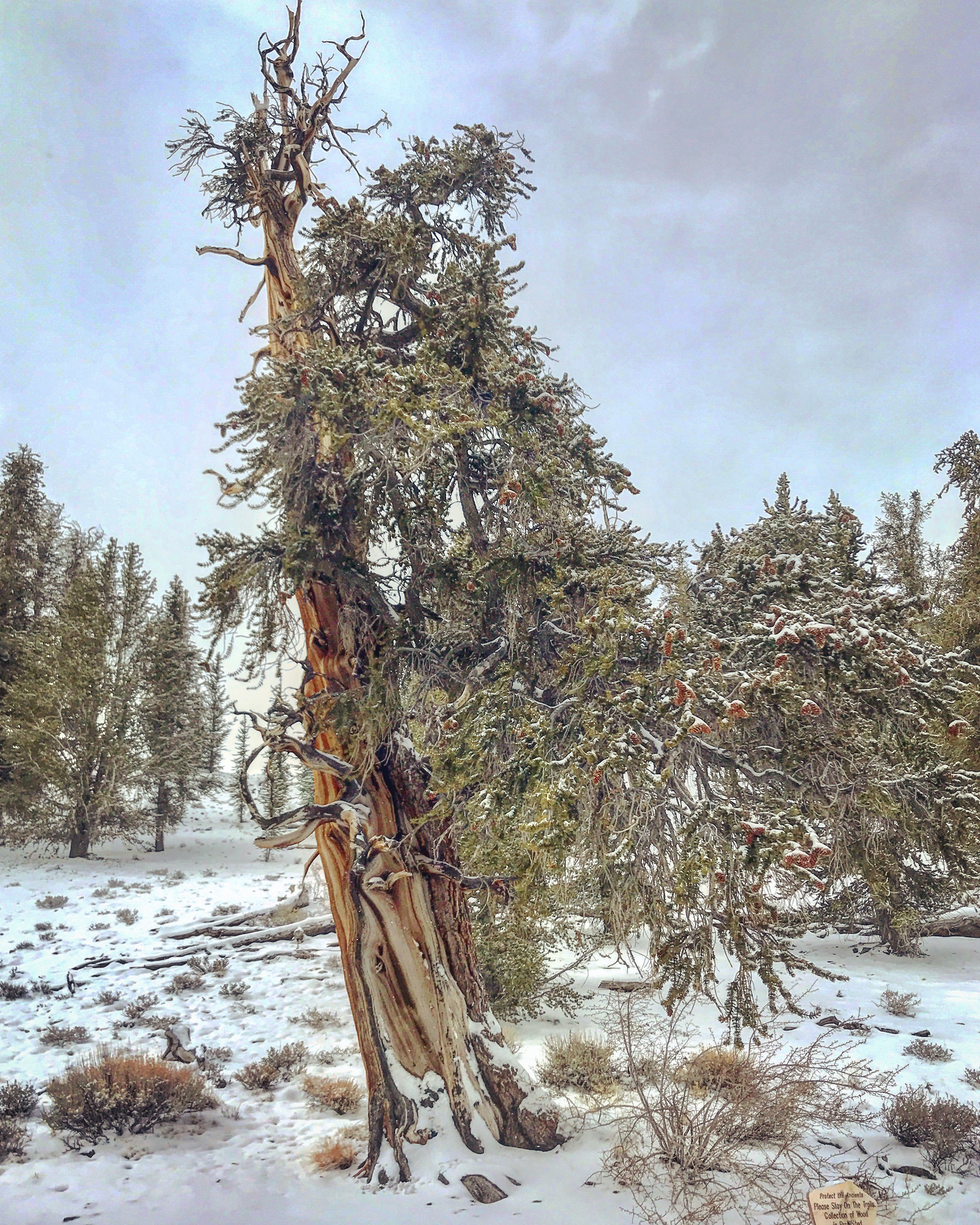 Ancient Bristlecone Pine Forest