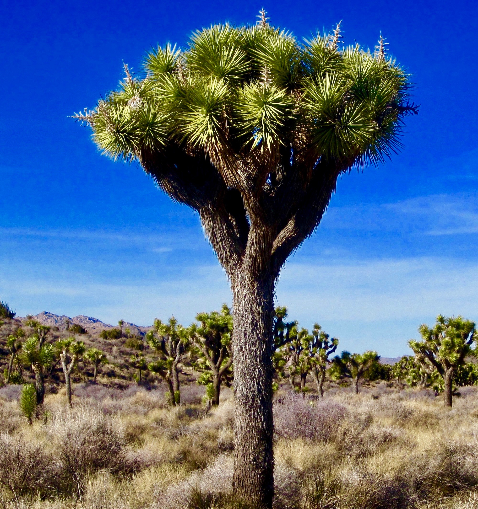 #41 Joshua Tree National Park