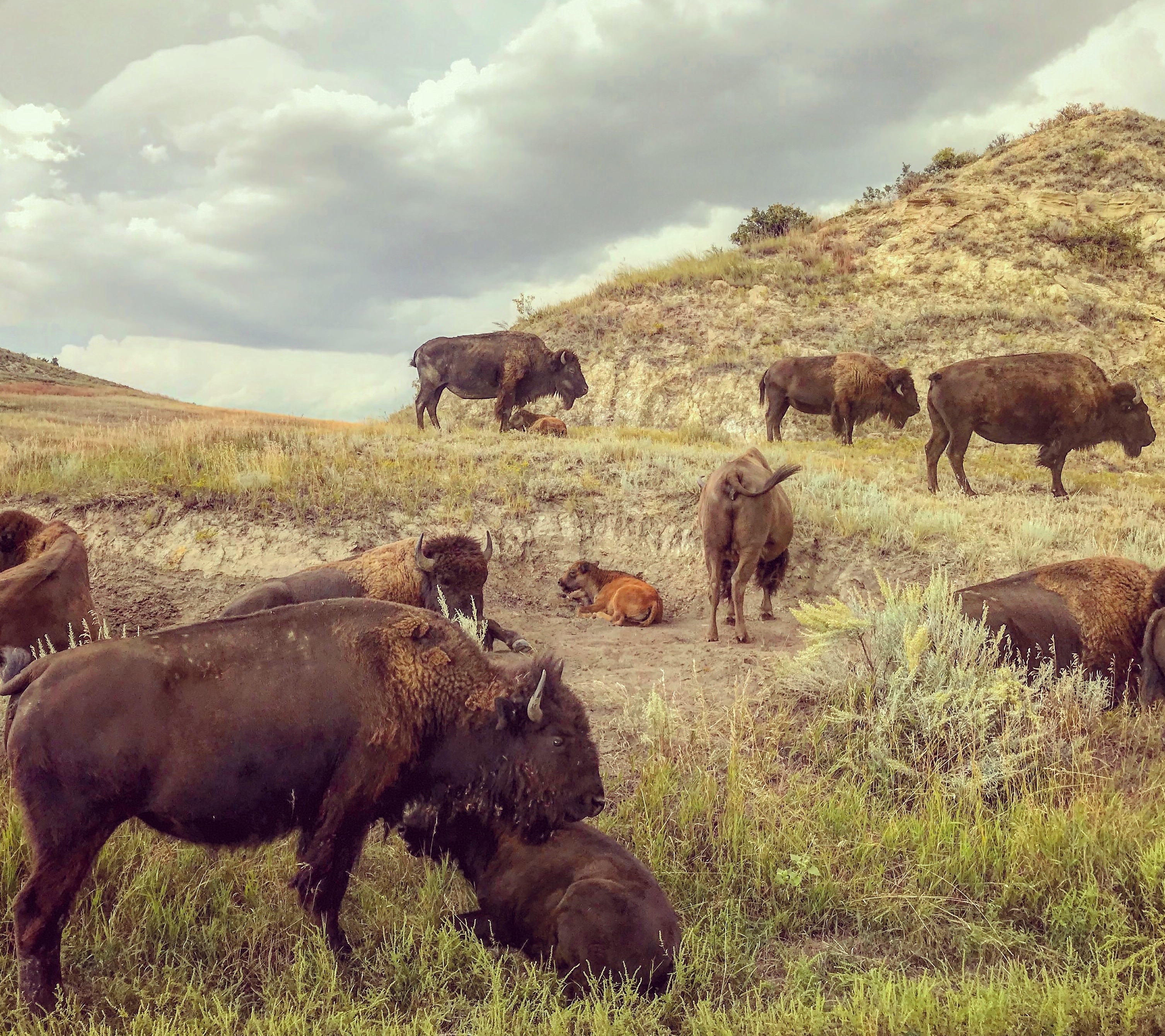 Bison