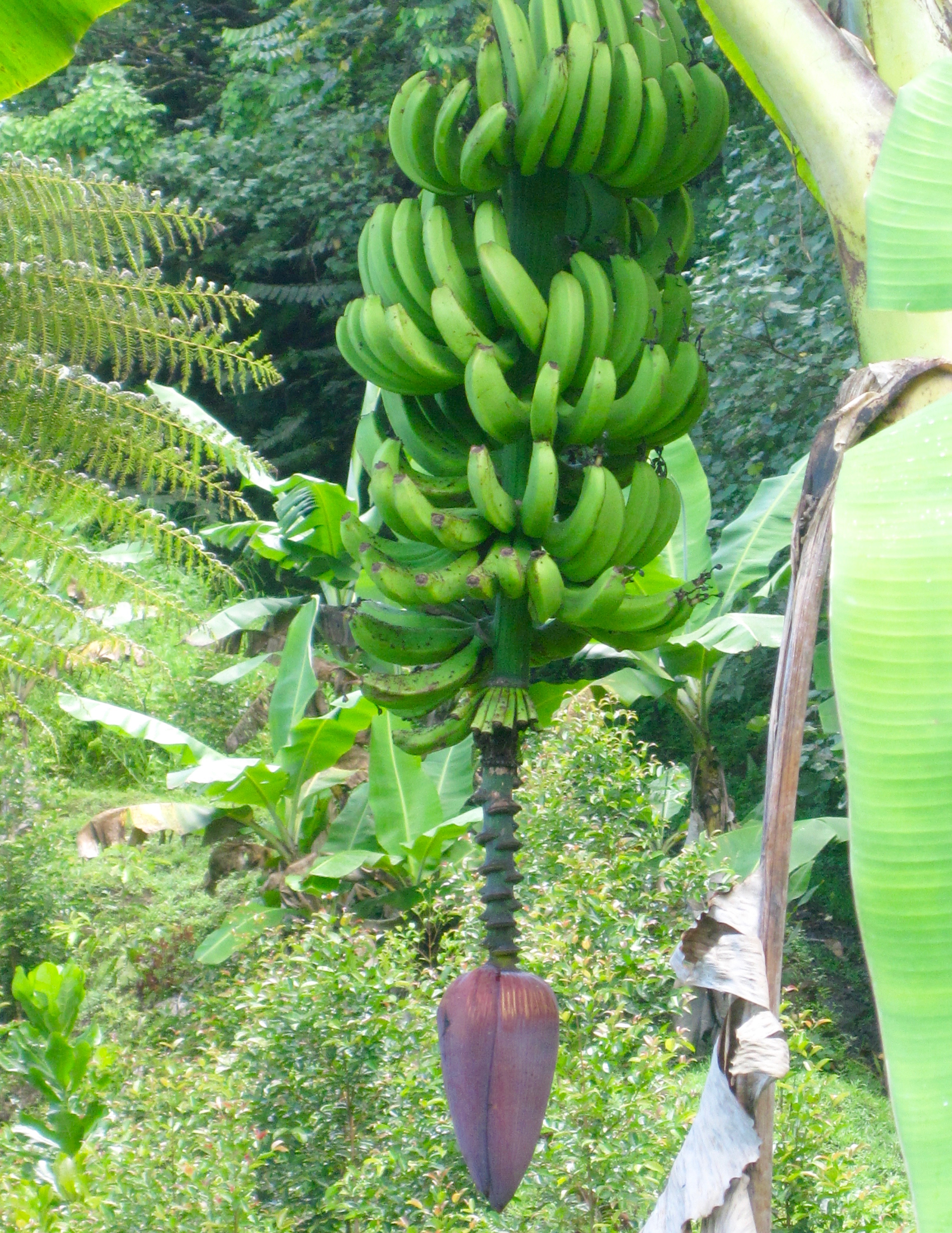 #37 National Park of American Samoa.