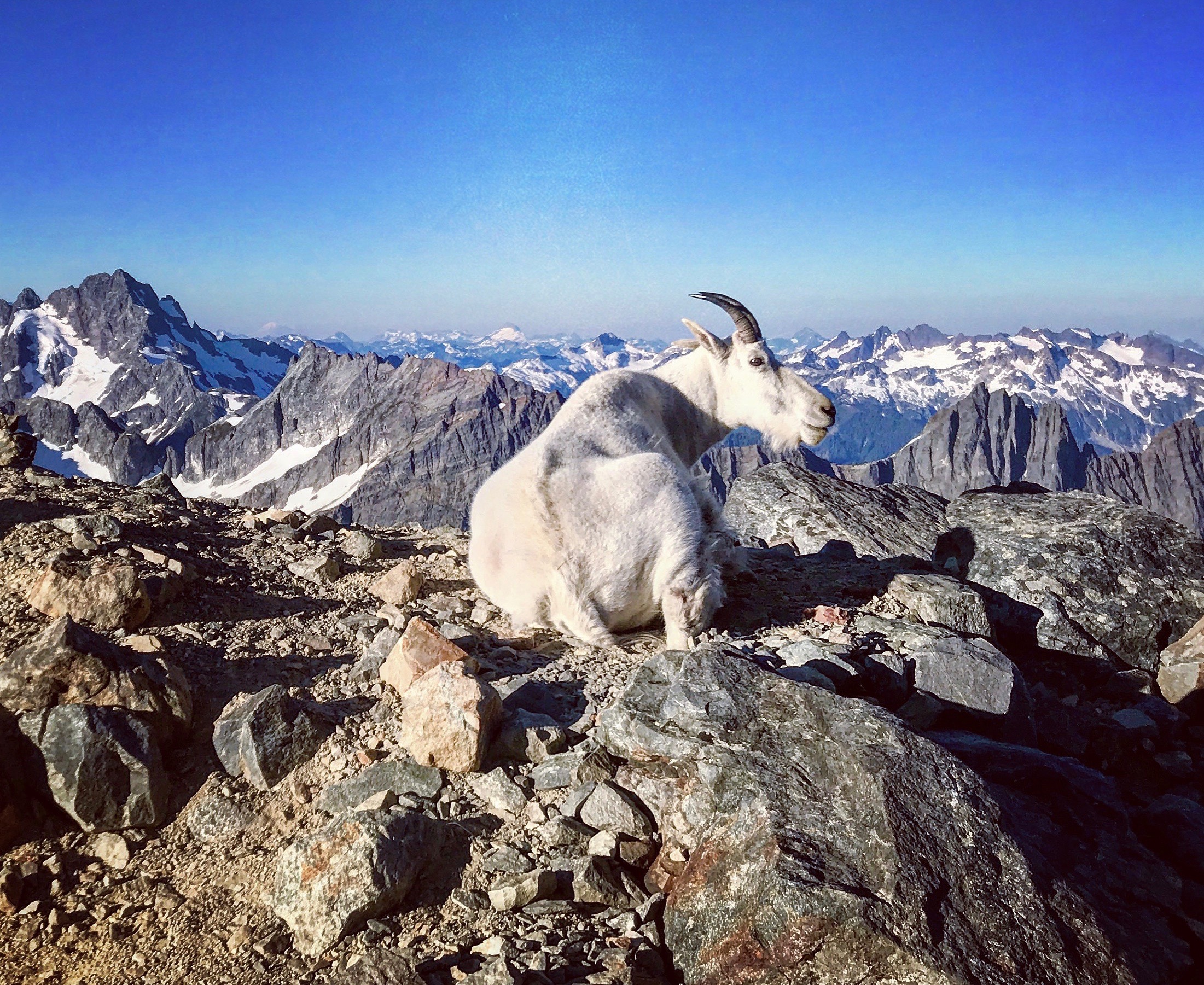 Mountain goat taking in the view