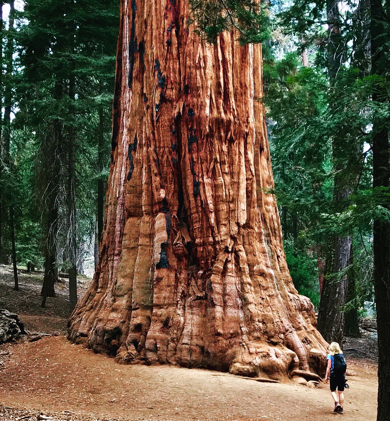 Sequoia National Park