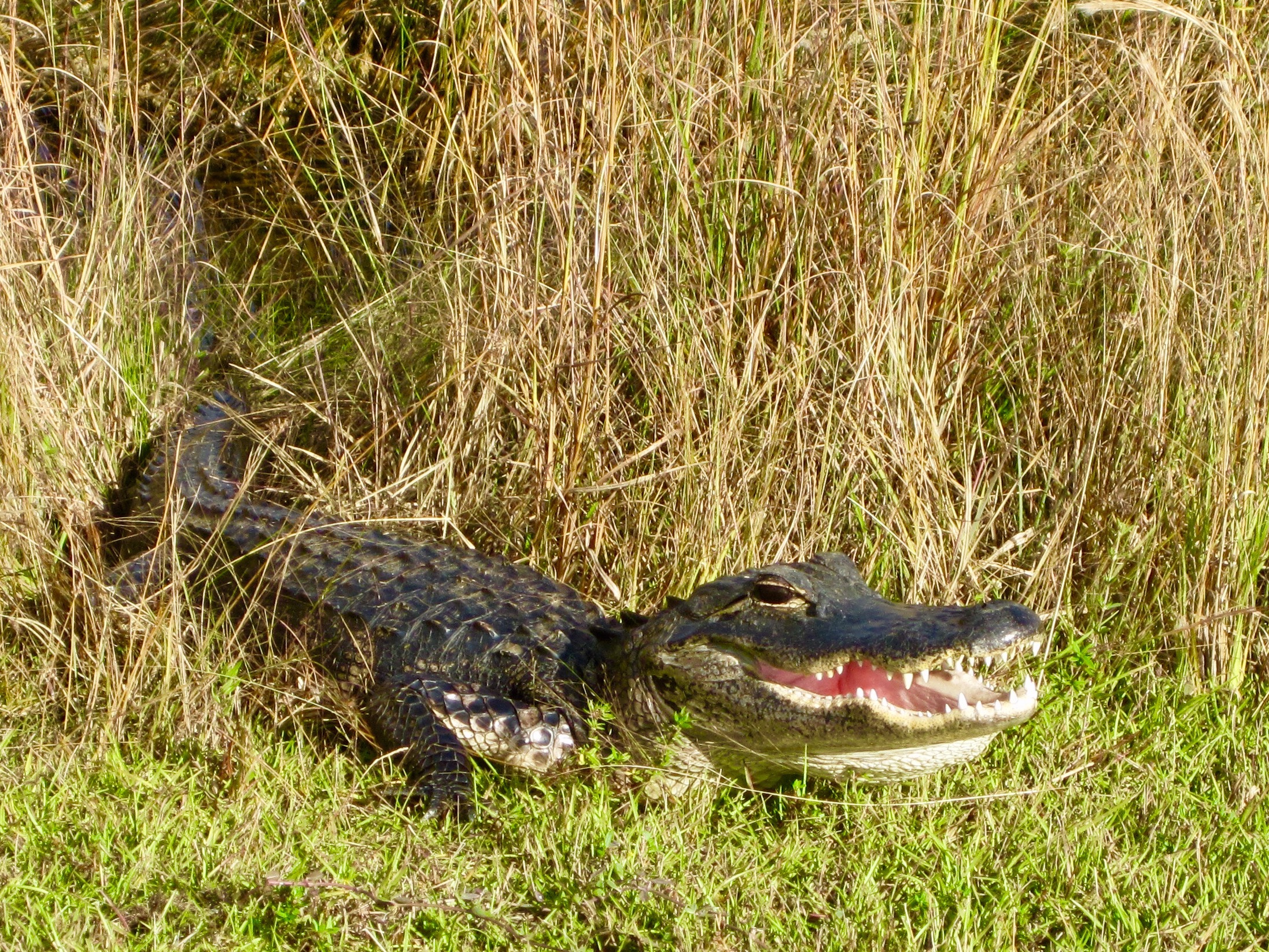 #35 Everglades National Park