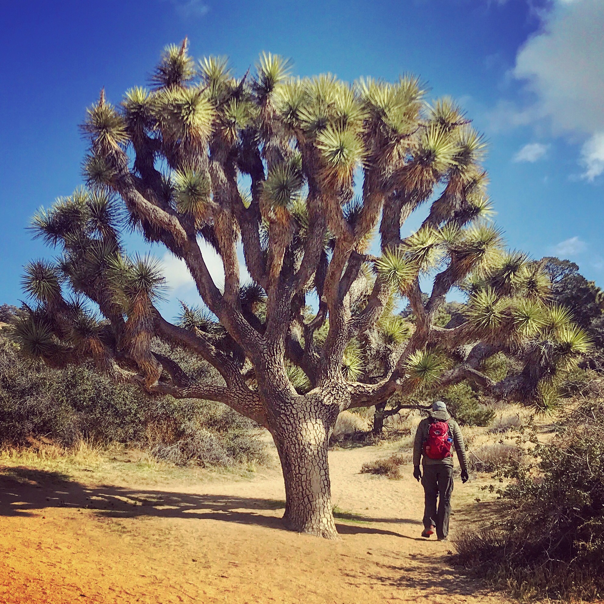 Matt hiking under a Joshua tree