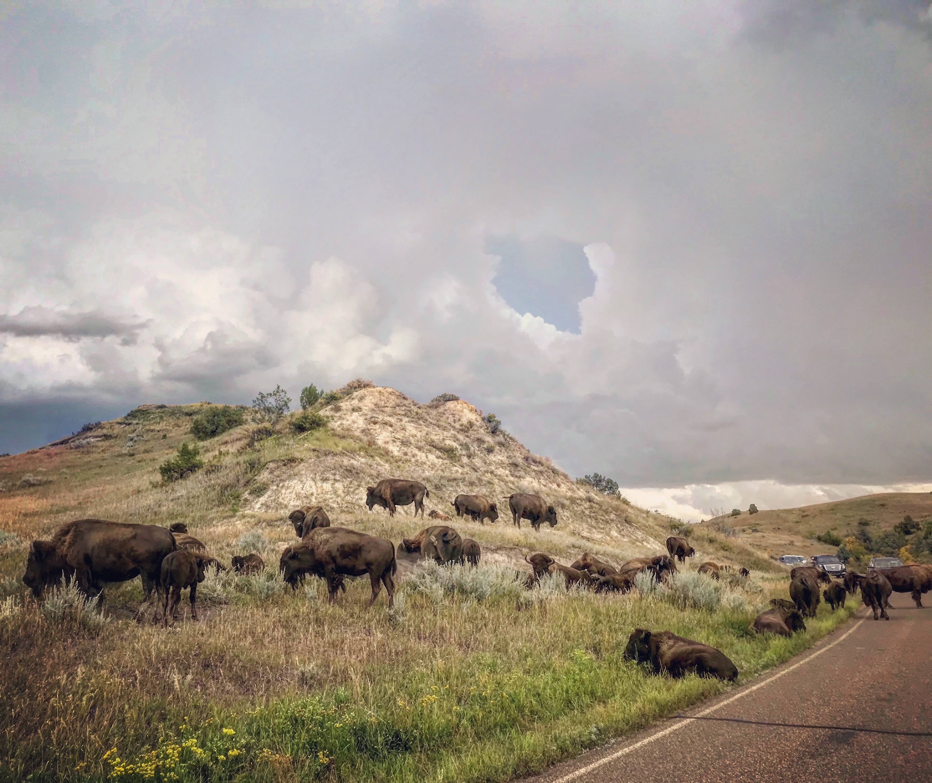 Bison in the road