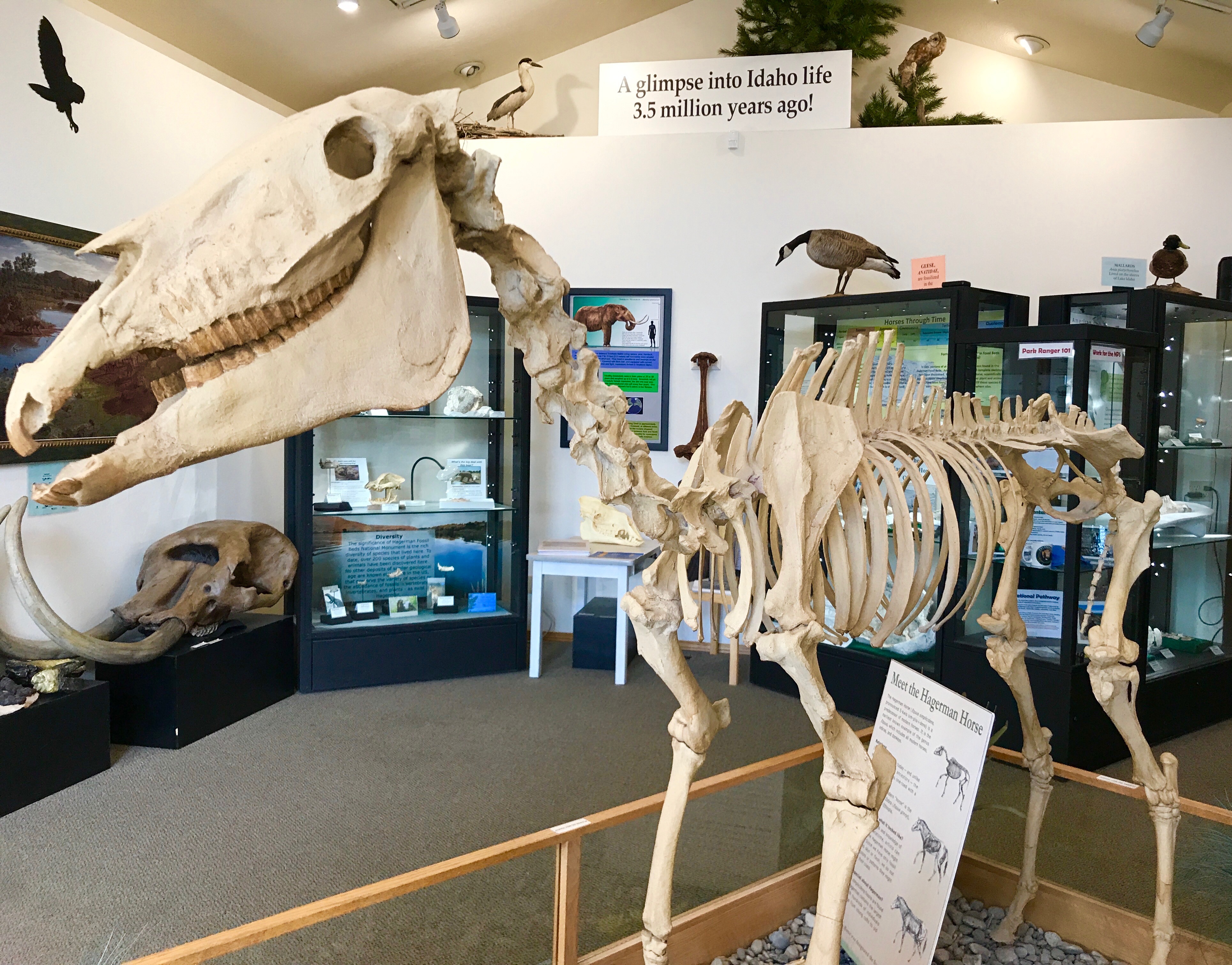 Hagerman Horse Fossil