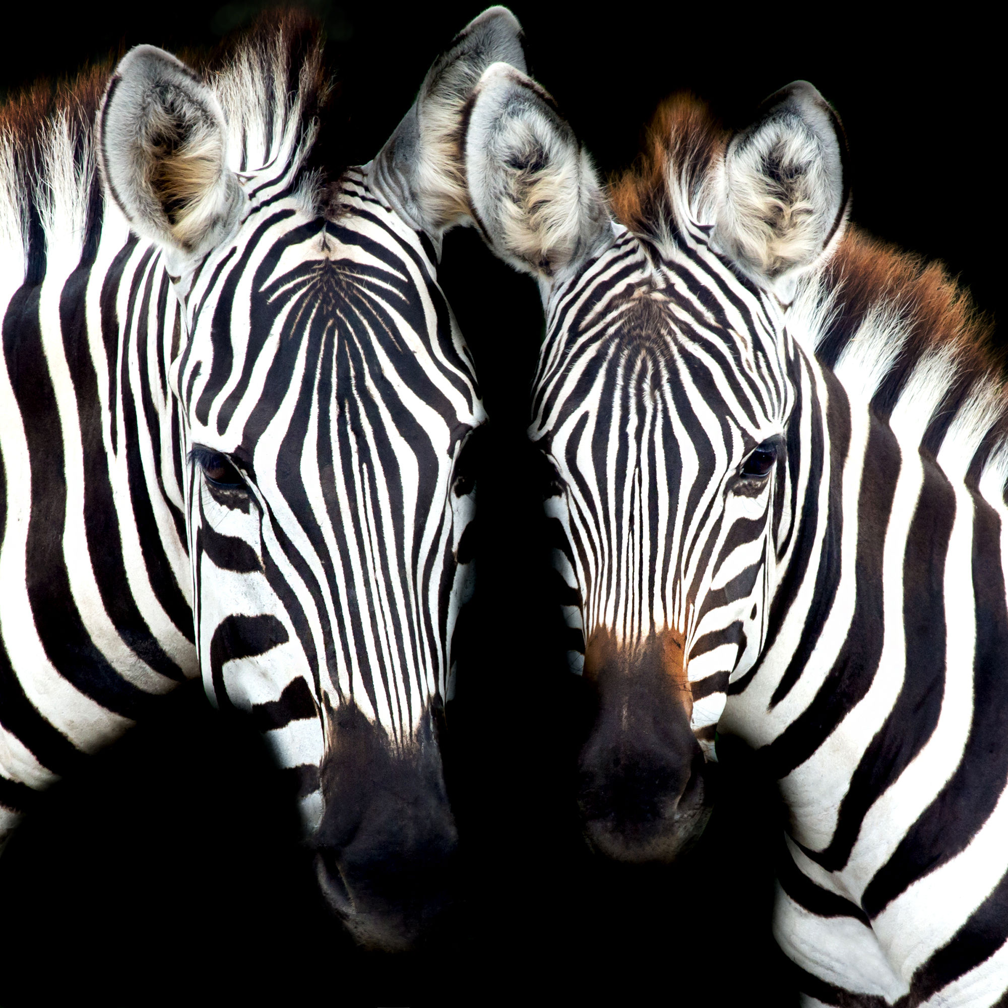 Zebra Sisters