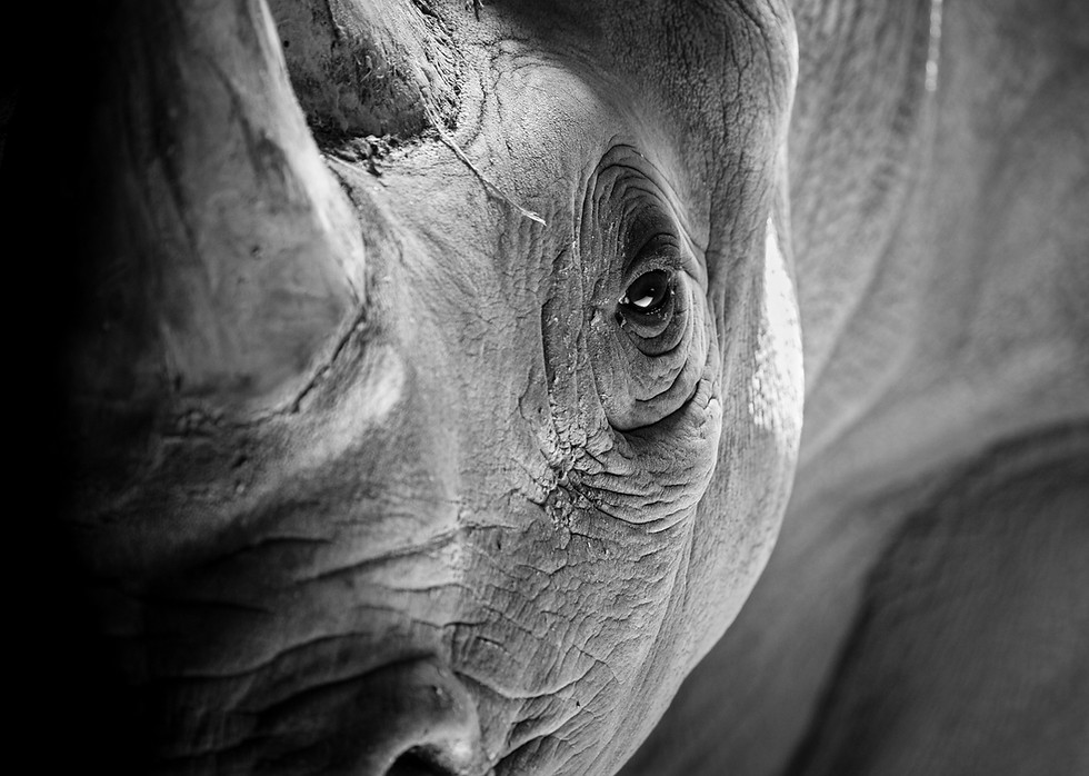 SF Exclusive Rhino Eye