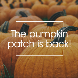 Pumpkin patch social media post template for Fall and Halloween with field of pumpkins