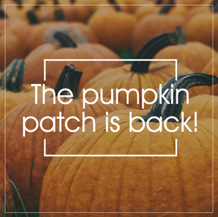 Pumpkins in pumpkin patch fall and autumn social media post template