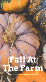 Pumpkin patch fall at the farm social media story template for Instagram stories and Facebook stories for Fall and Halloween