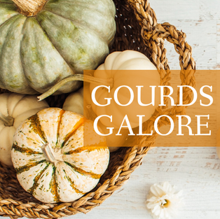 Gourds galore Thanksgiving and Fall post template with pumpkins and squash in a basket