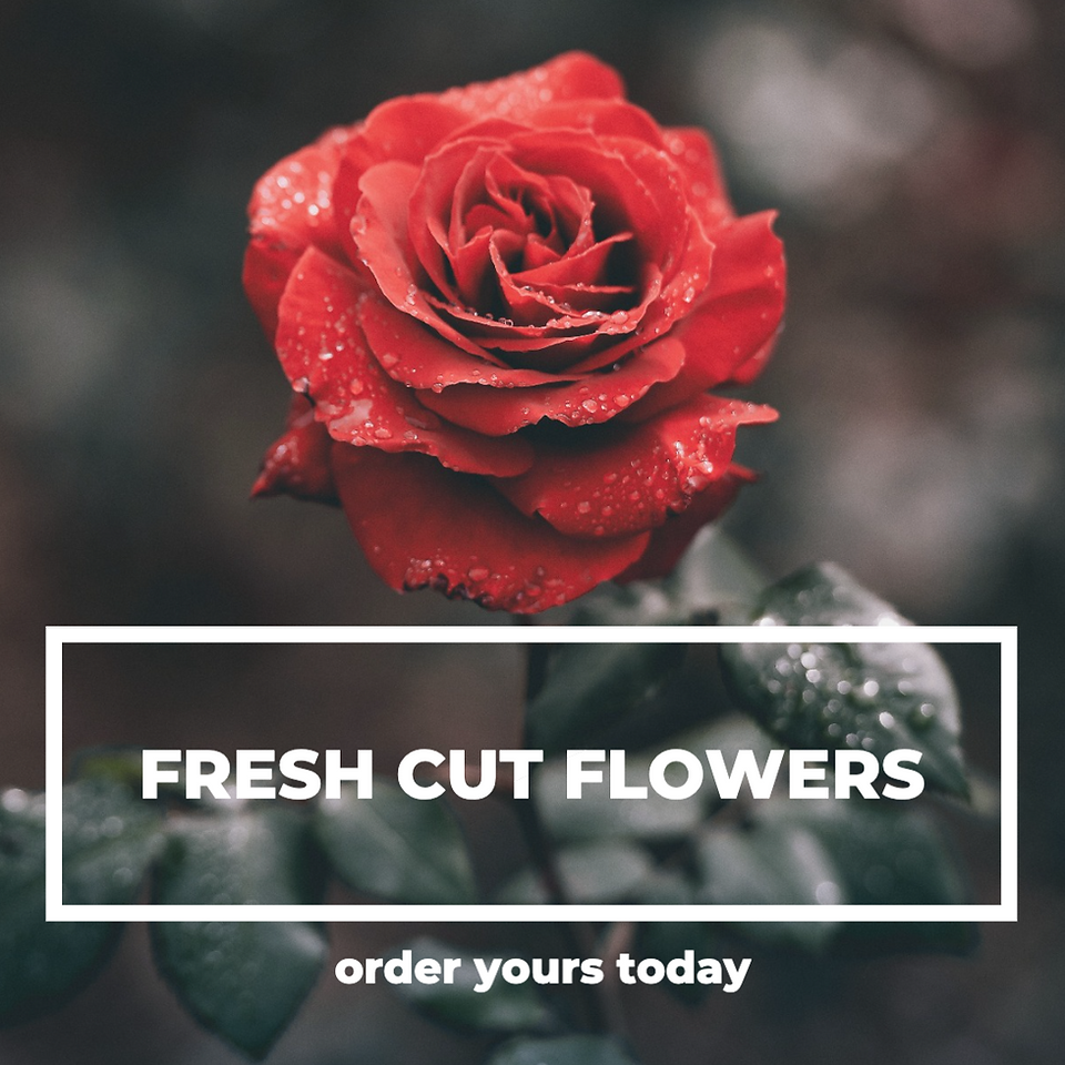 Fresh cut flowers red rose social media post template for Valentine's Day