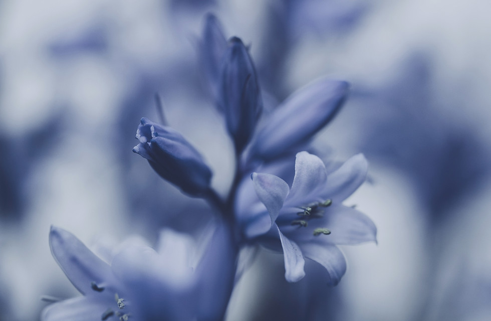 blue flower in macro shot_edited.jpg