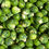 Thumbnail: Brussels sprouts
