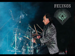 FELINOS 11