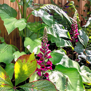 Foxgloves among the leafy interest
